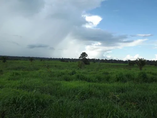 fazenda bandeirante - 12